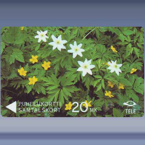 Wood and Yellow Anemones